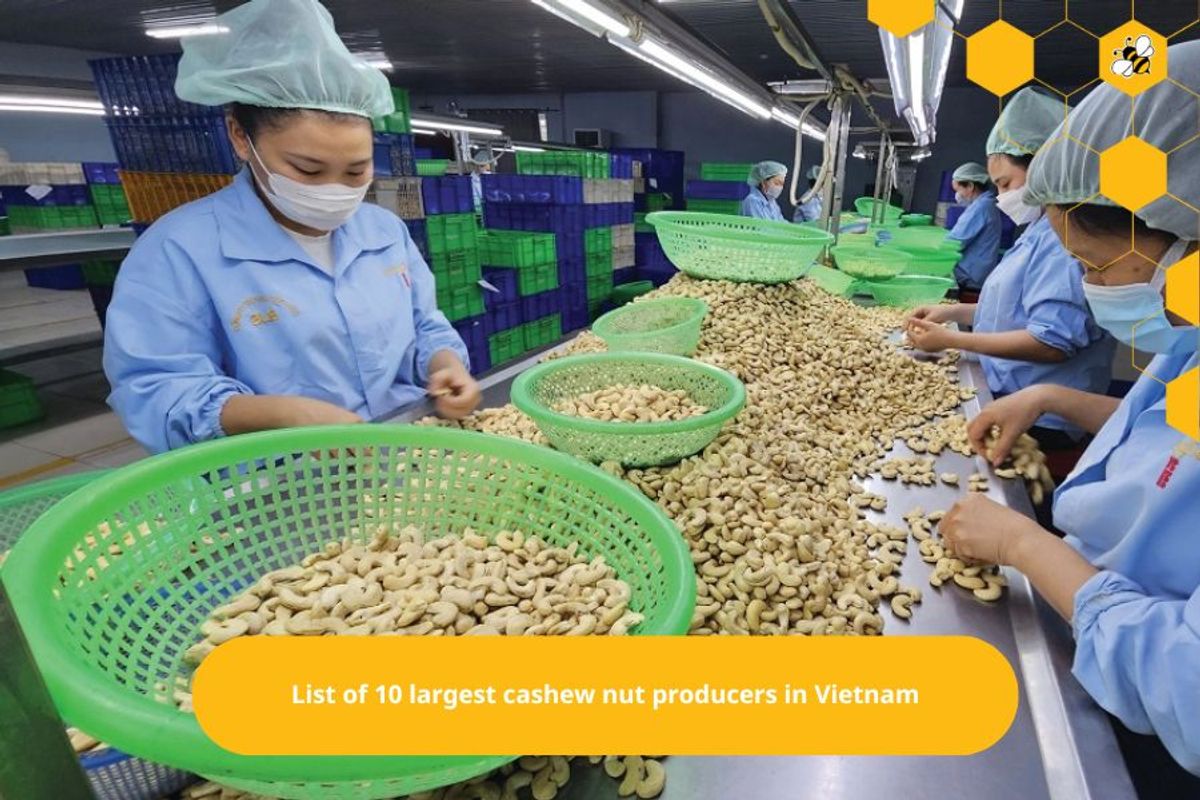 List of 10 largest cashew nut producers in Vietnam