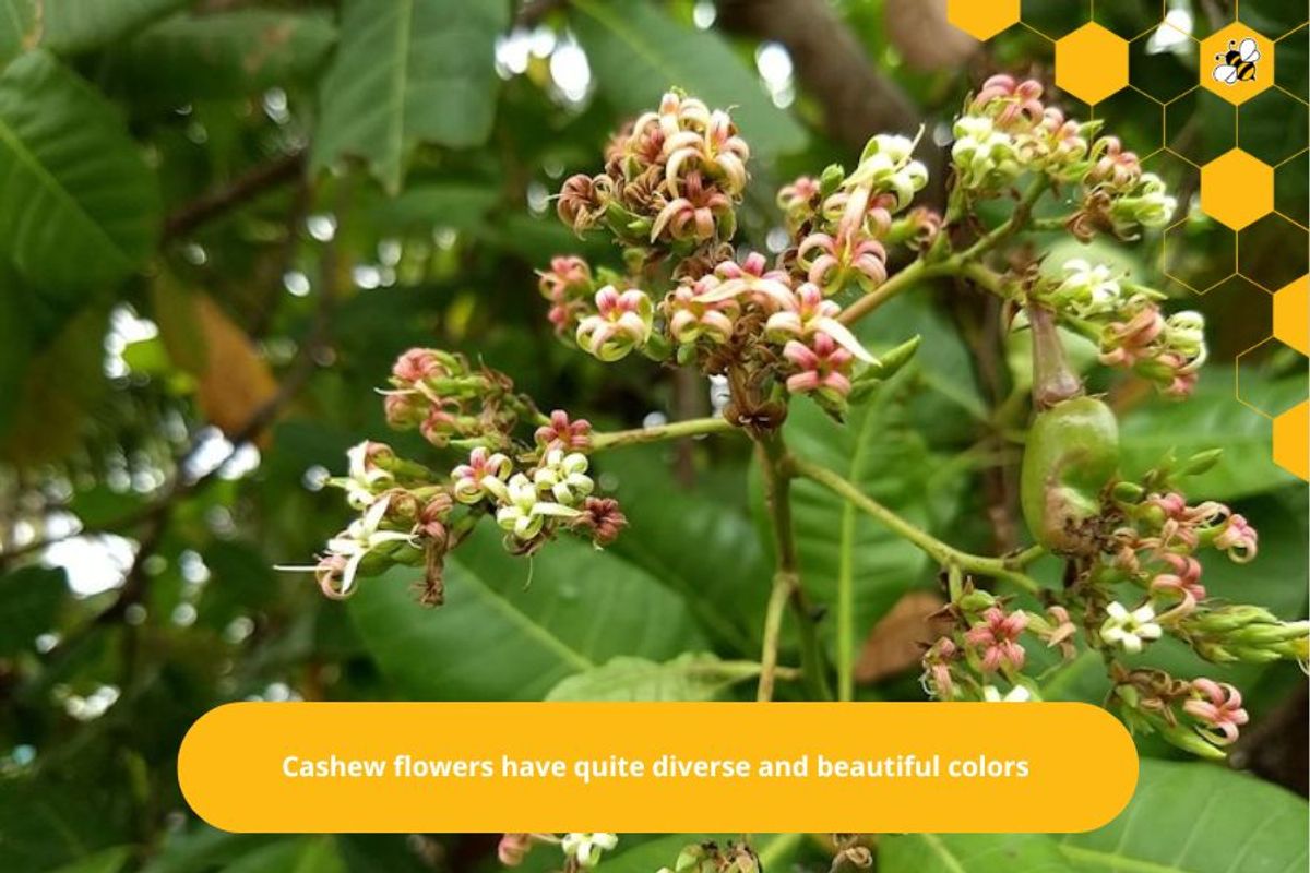 Cashew flowers have quite diverse and beautiful colors