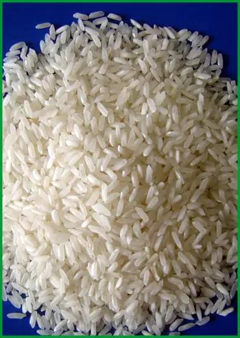 Rice IR50404