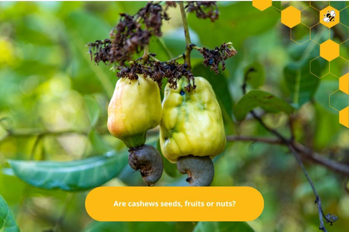 Are cashews seeds, fruits or nuts?