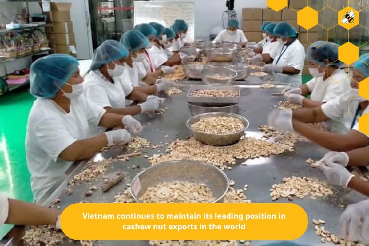 Vietnam continues to maintain its leading position in cashew nut exports in the world