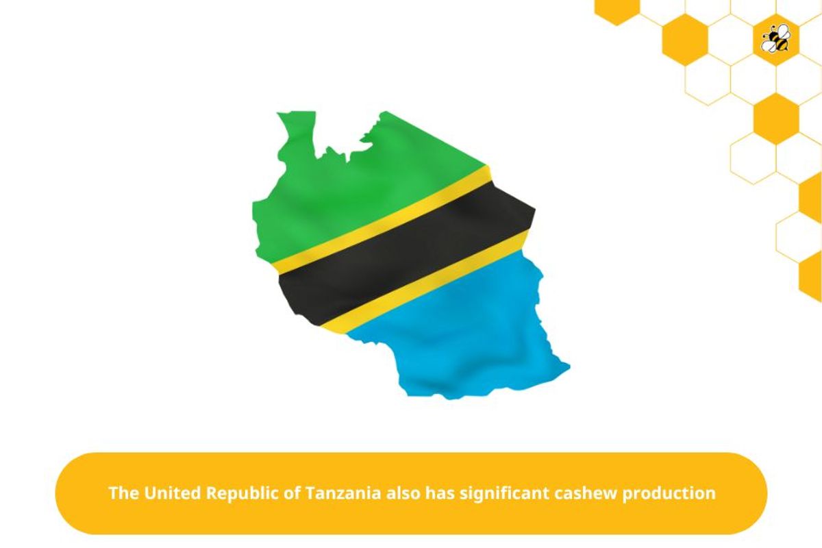 The United Republic of Tanzania also has significant cashew production