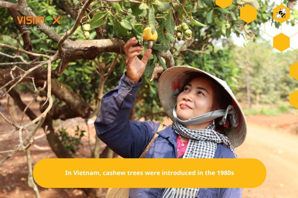 In Vietnam, cashew trees were introduced in the 1980s