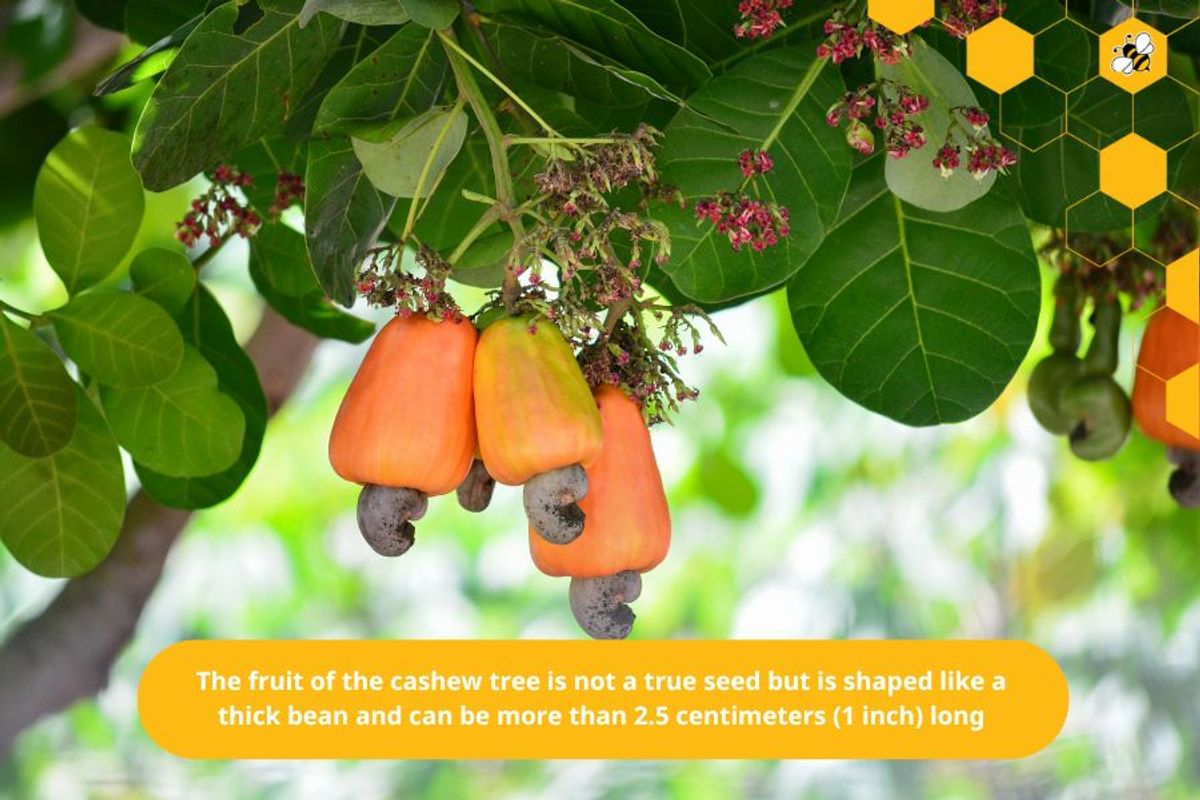 The fruit of the cashew tree is not a true seed but is shaped like a thick bean and can be more than 2.5 centimeters (1 inch) long