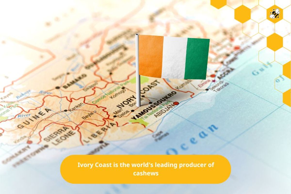 Ivory Coast is the world's leading producer of cashews