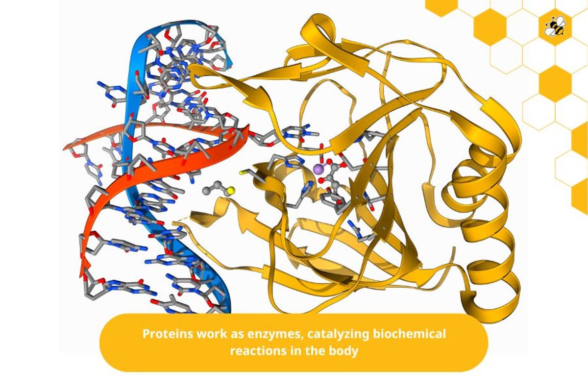 Proteins work as enzymes, catalyzing biochemical reactions in the body