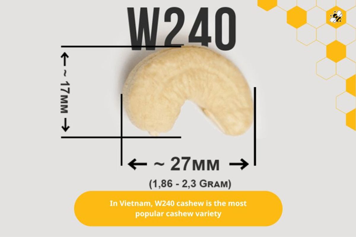 In Vietnam, W240 cashew is the most popular cashew variety