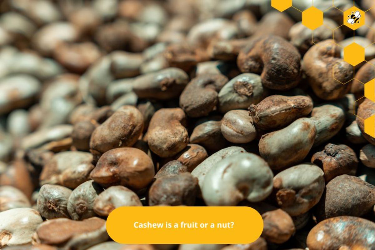 Cashew is a fruit or a nut? 