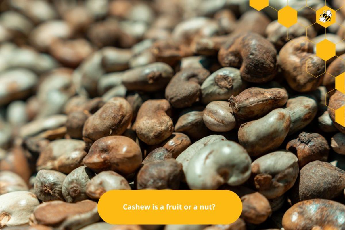Cashew is a fruit or a nut?