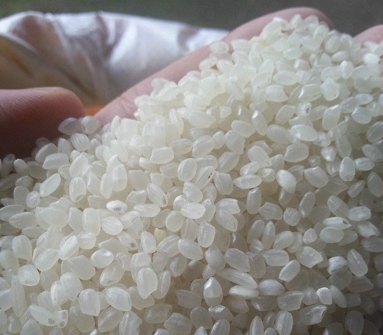 Vietnam Japonica Rice