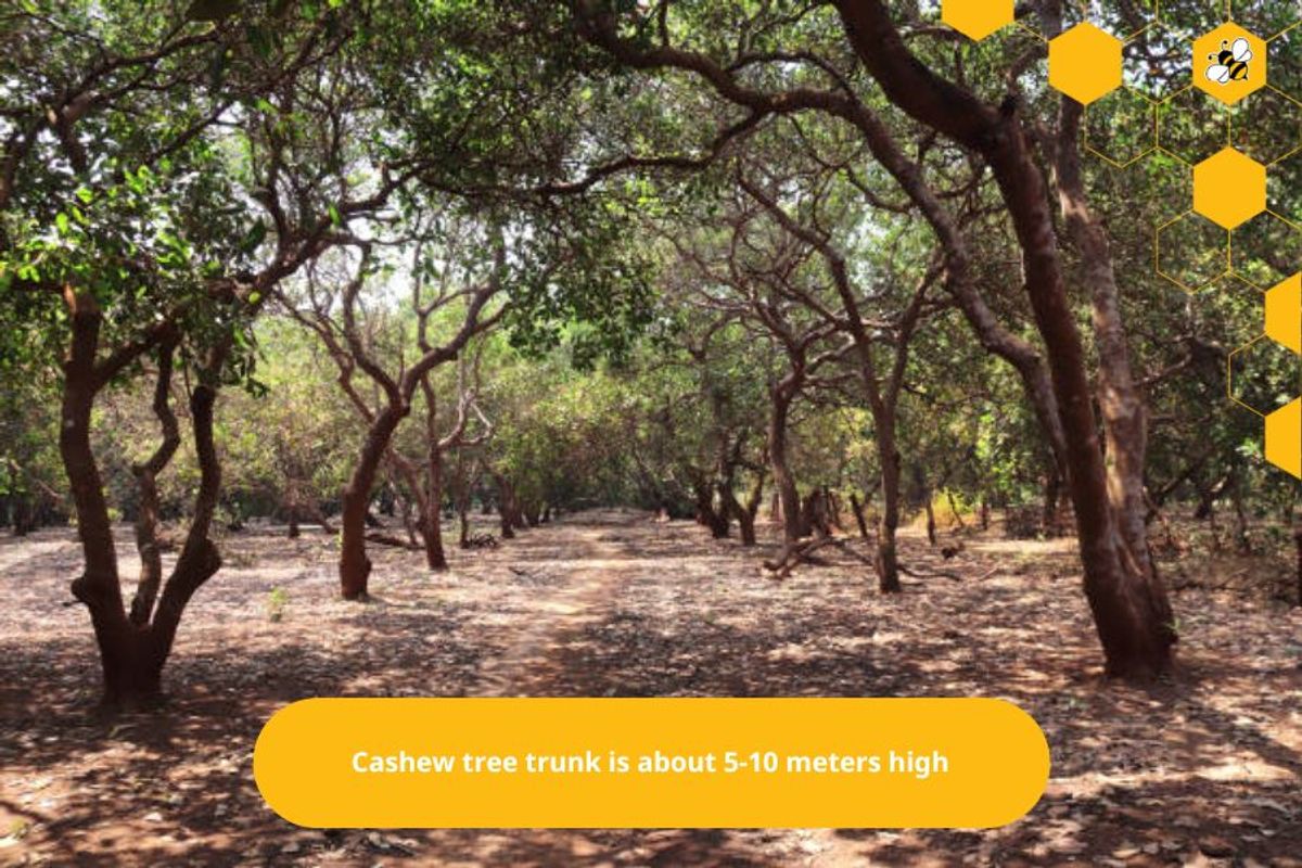 Cashew tree trunk is about 5-10 meters high