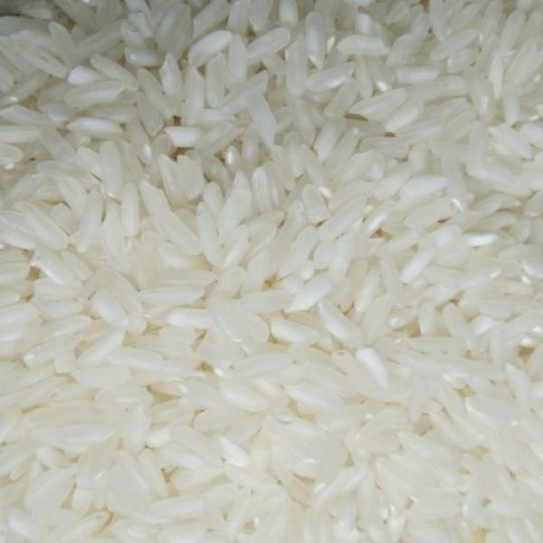 504 Rice