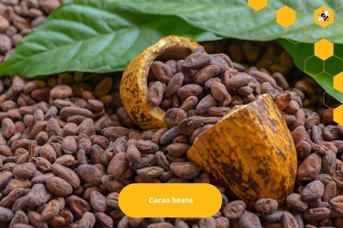 Cacao beans