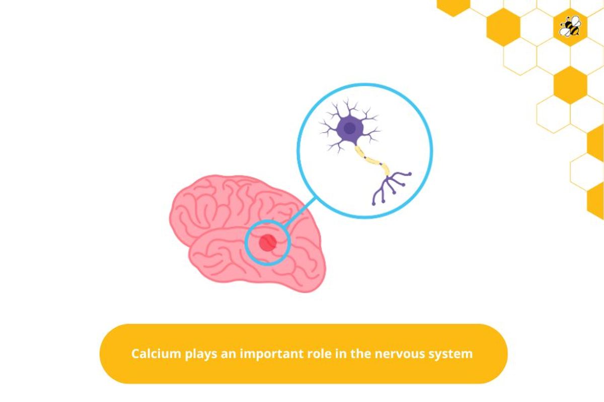 Calcium plays an important role in the nervous system