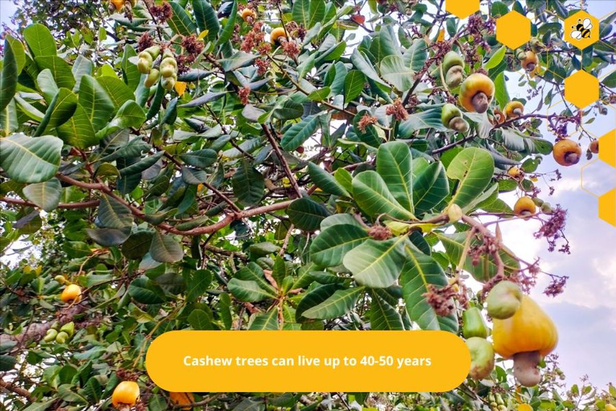 Cashew trees can live up to 40-50 years