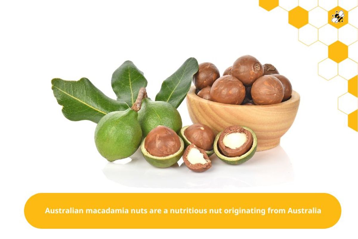 Australian macadamia nuts are a nutritious nut originating from Australia