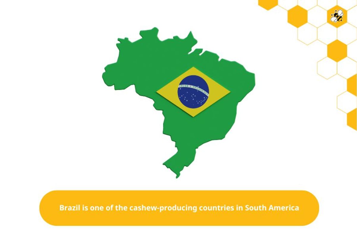 Brazil is one of the cashew-producing countries in South America