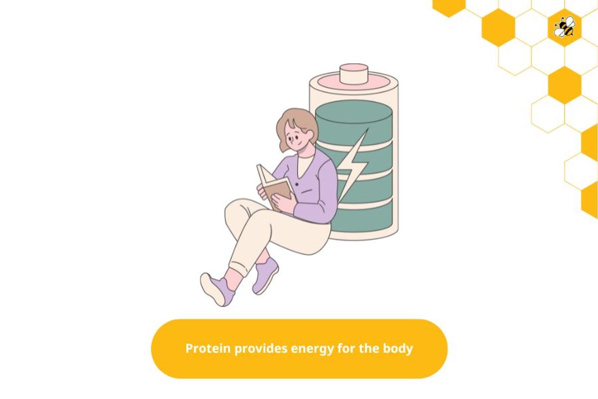 Protein provides energy for the body