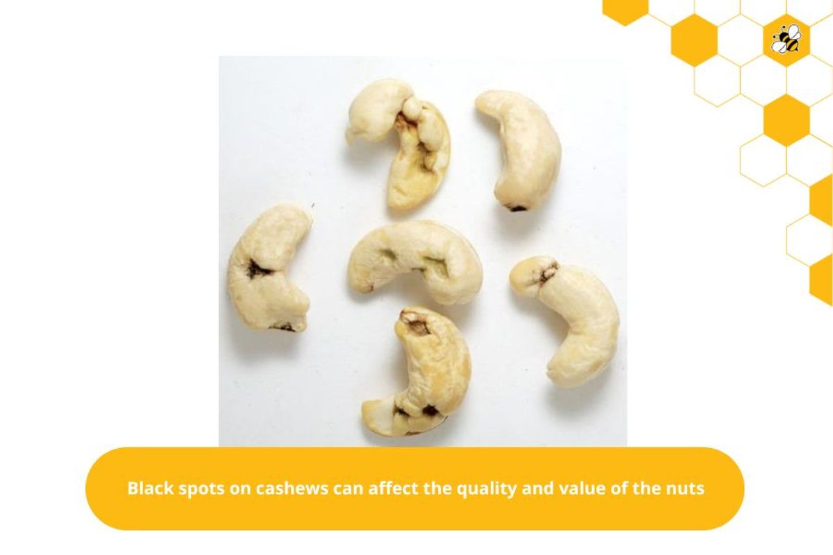 Black spots on cashews can affect the quality and value of the nuts