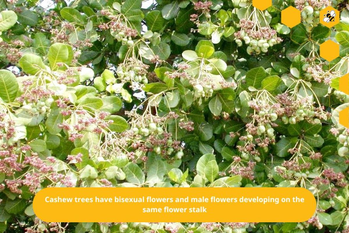 Cashew trees have bisexual flowers and male flowers developing on the same flower stalk