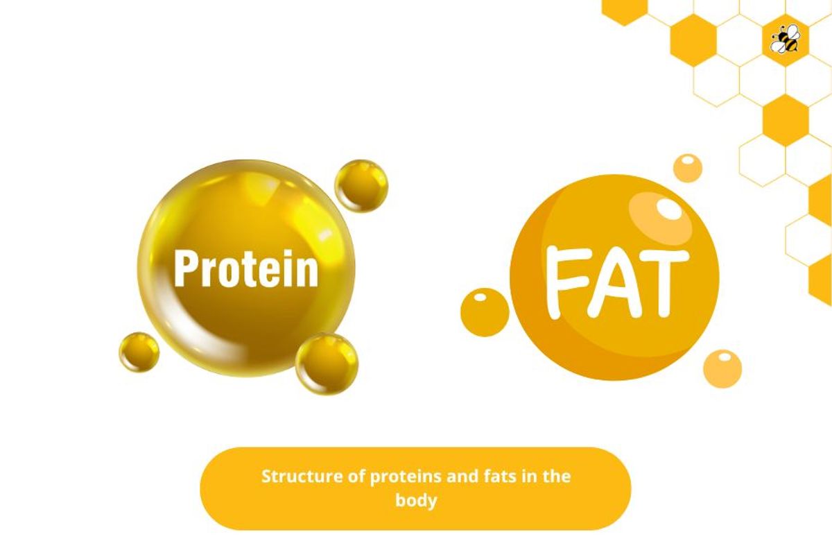 Structure of proteins and fats in the body