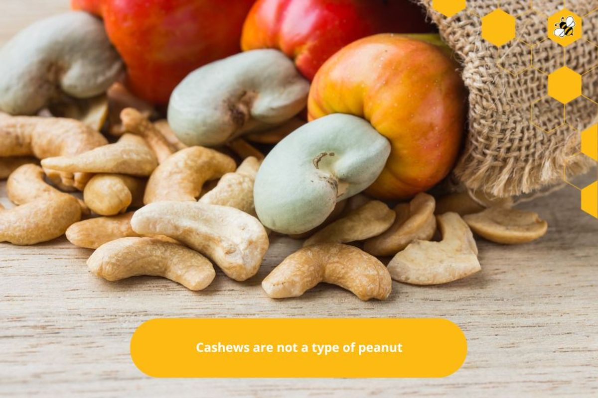 Cashews are not a type of peanut