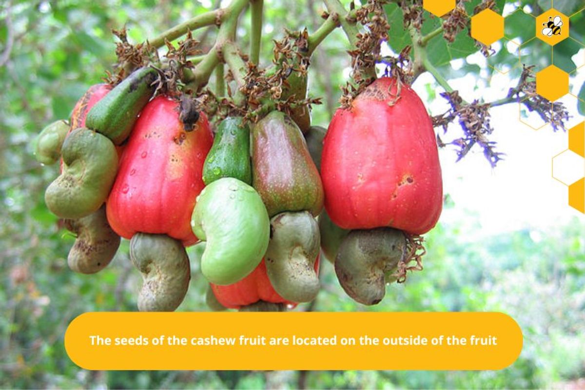 The seeds of the cashew fruit are located on the outside of the fruit