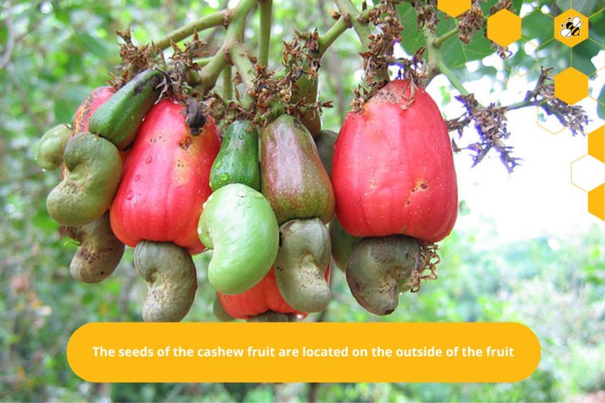 The seeds of the cashew fruit are located on the outside of the fruit