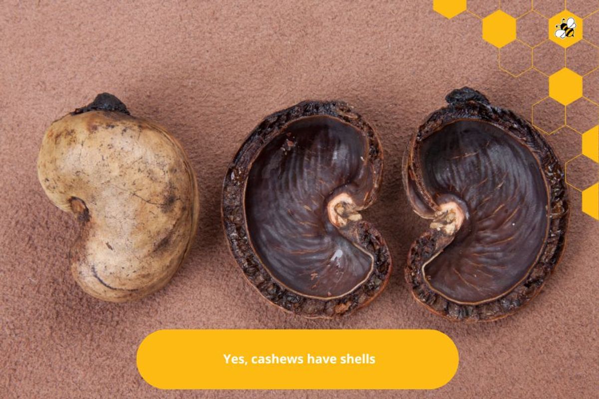 Yes, cashews have shells