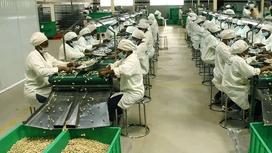 Cashews are produced in which countries in the world?