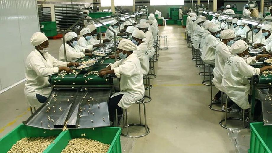 Cashews are produced in which countries in the world?