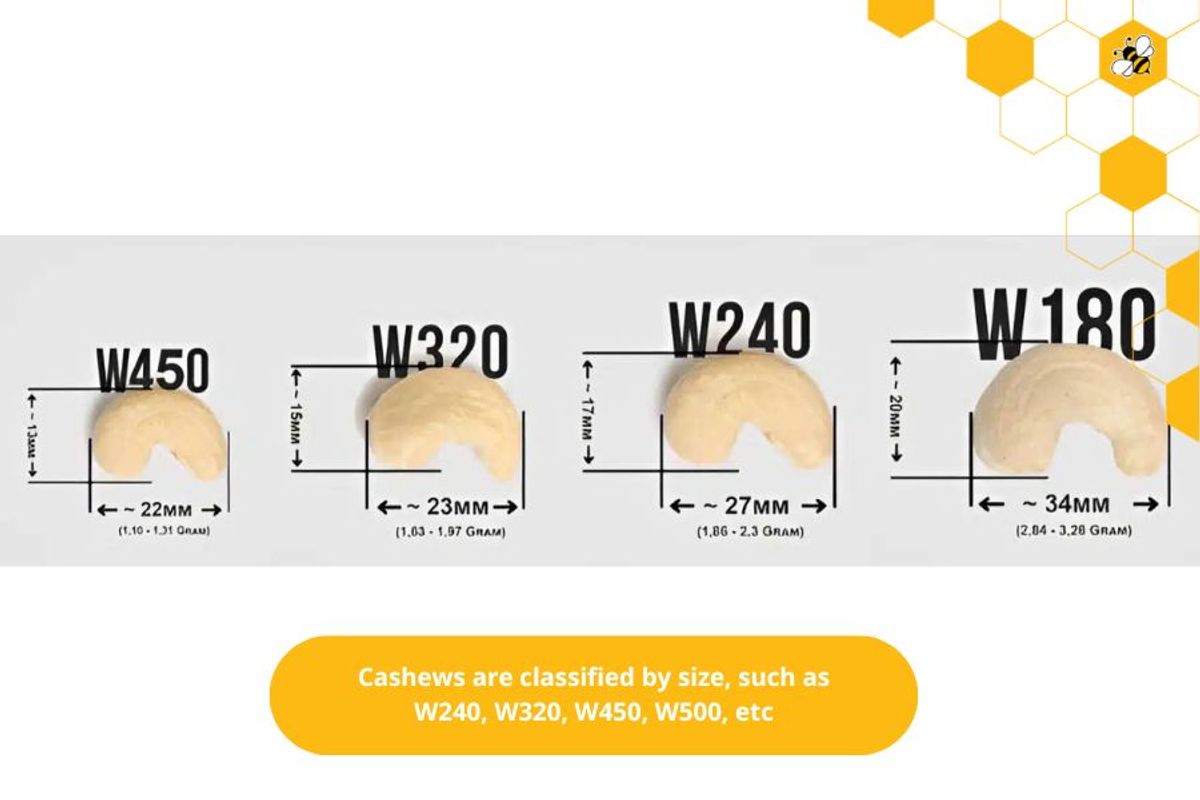 Cashews are classified by size, such as W240, W320, W450, W500, etc