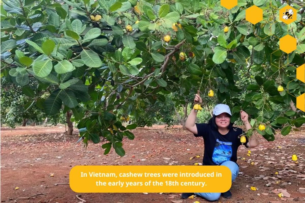 In Vietnam, cashew trees were introduced in the early years of the 18th century.