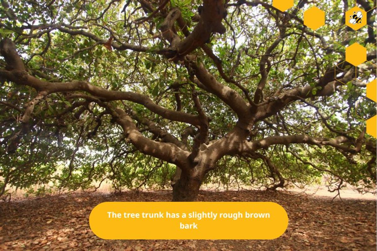 The tree trunk has a slightly rough brown bark