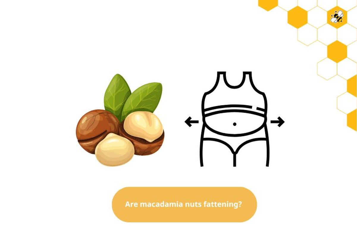 Are macadamia nuts fattening? 