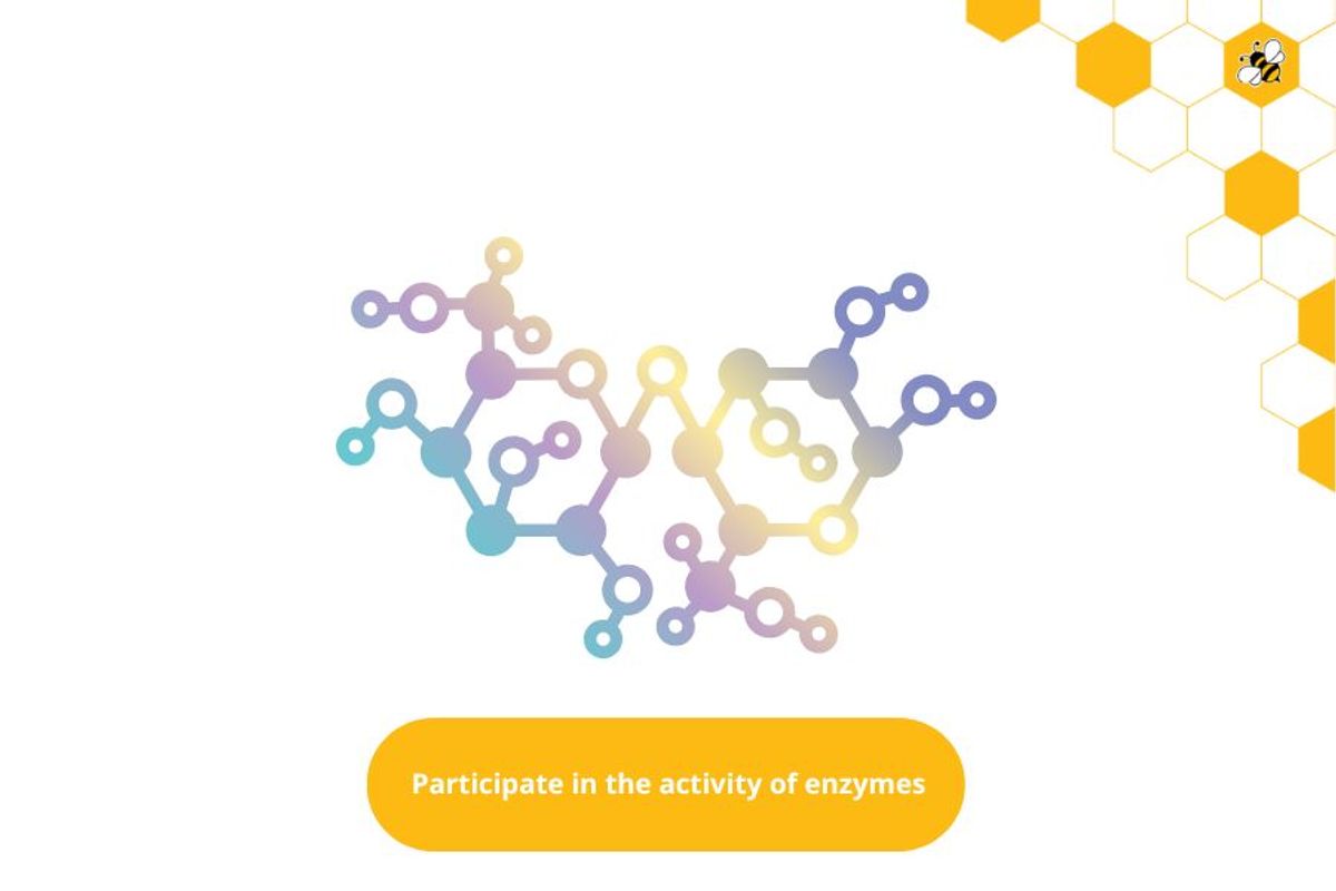 Participate in the activity of enzymes