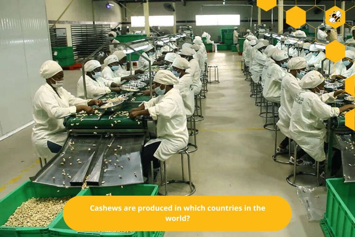 Cashews are produced in which countries in the world?