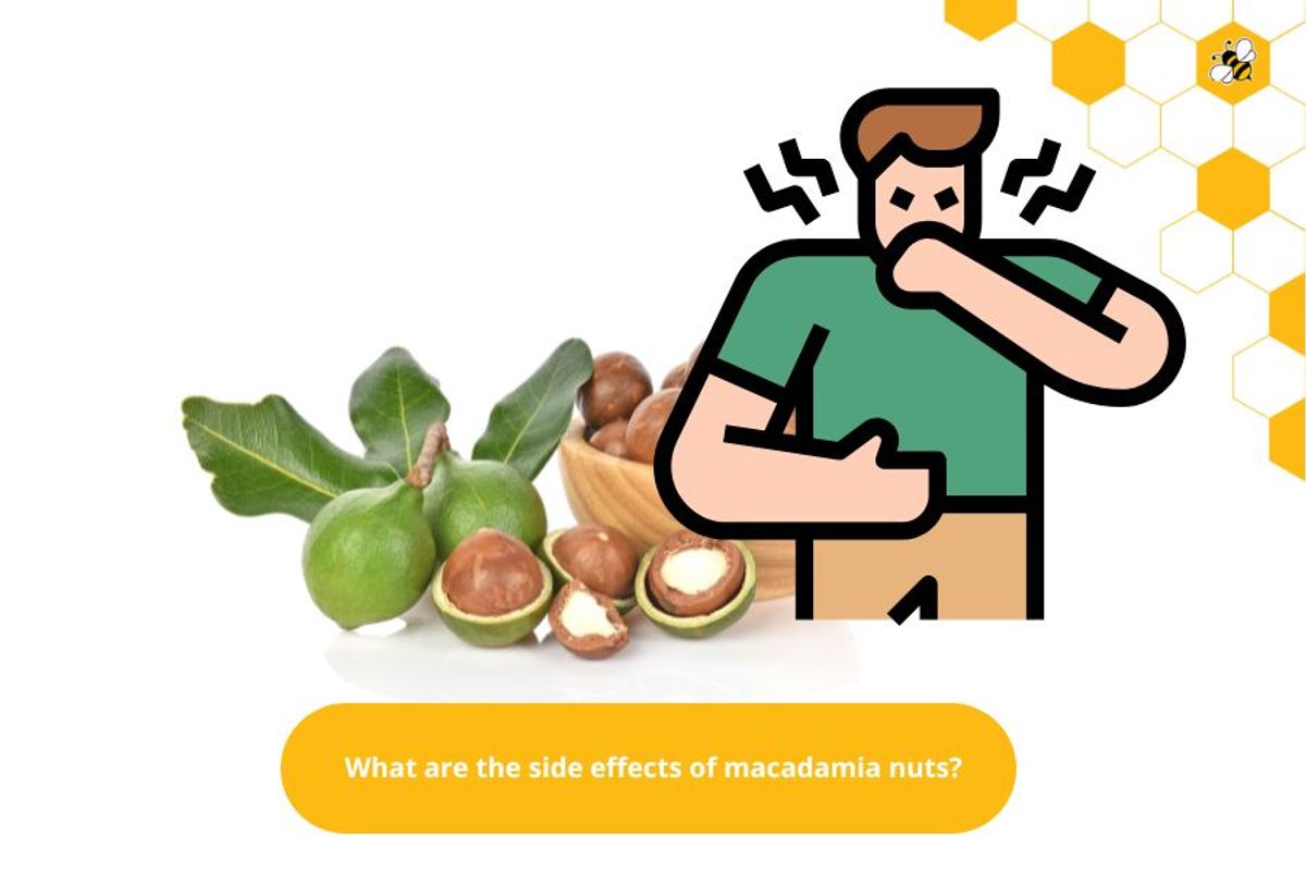 What are the side effects of macadamia nuts?