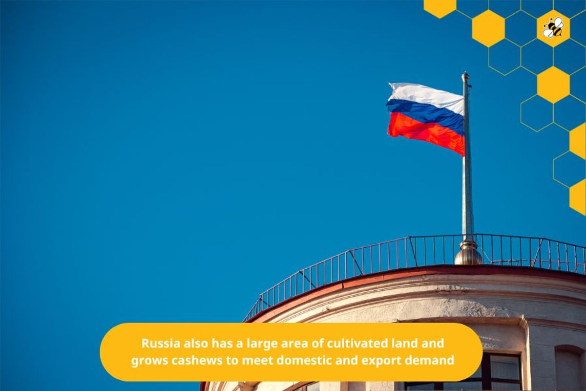 Russia also has a large area of cultivated land and grows cashews to meet domestic and export demand