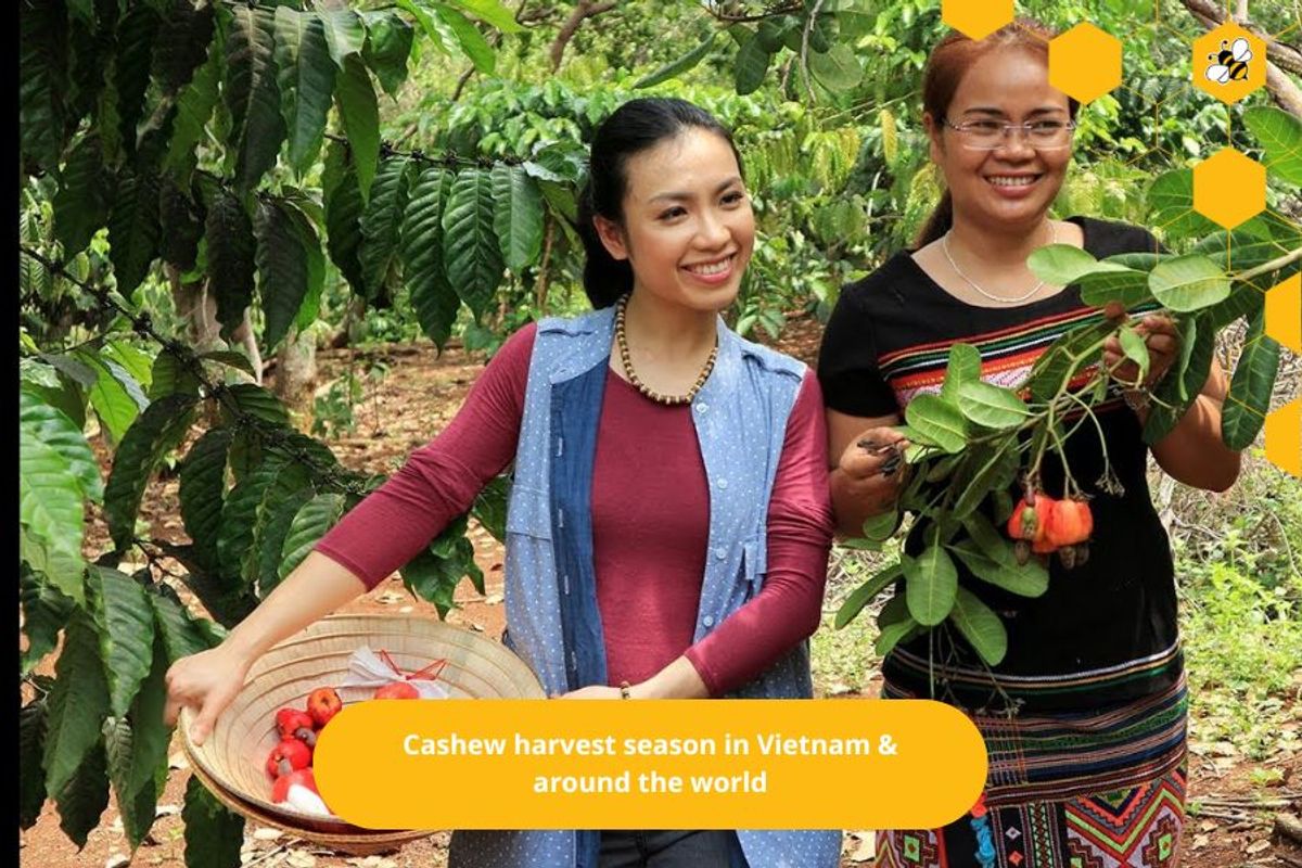 Cashew harvest season in Vietnam & around the world