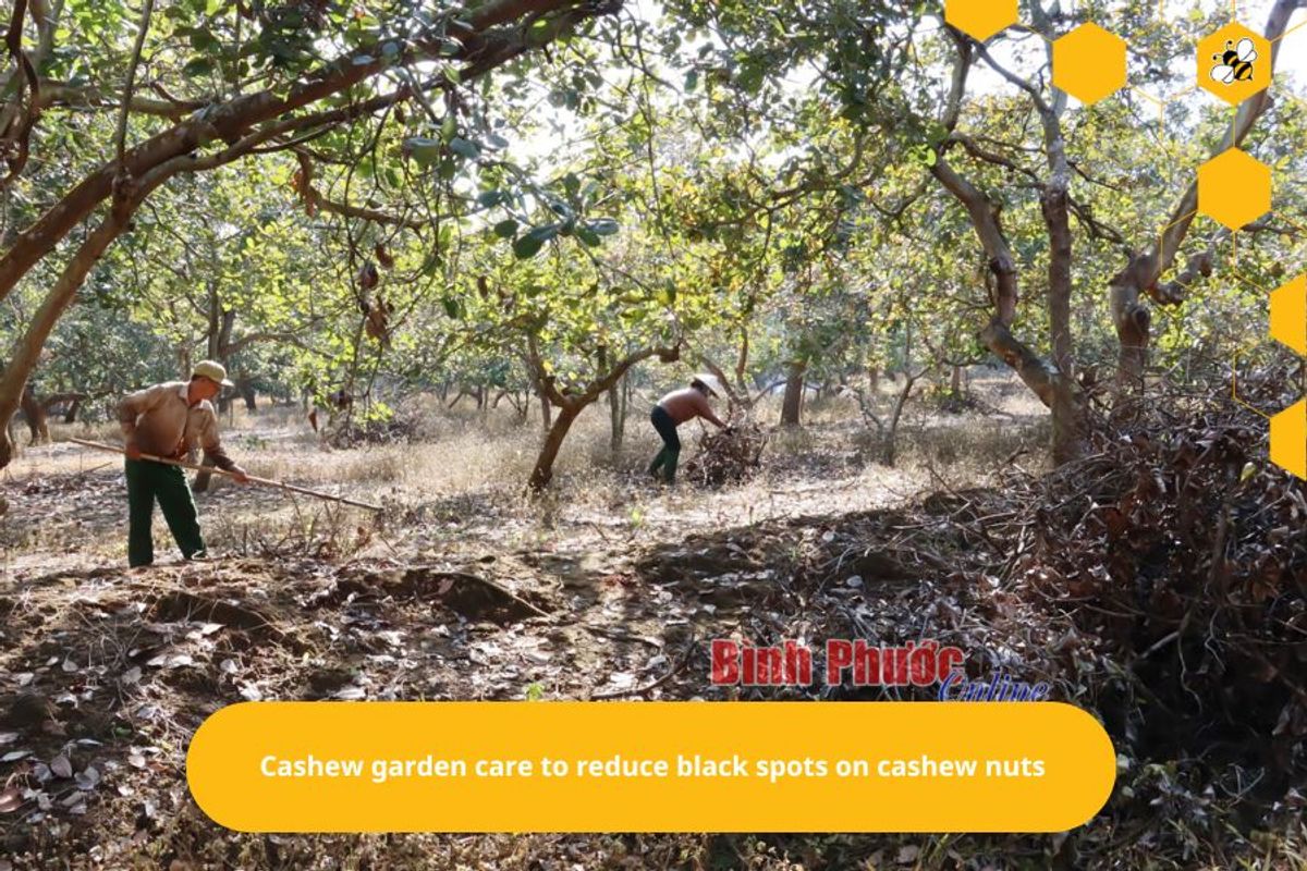 Cashew garden care to reduce black spots on cashew nuts