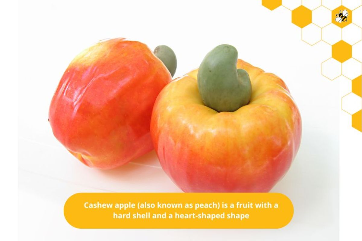 Cashew apple (also known as peach) is a fruit with a hard shell and a heart-shaped shape