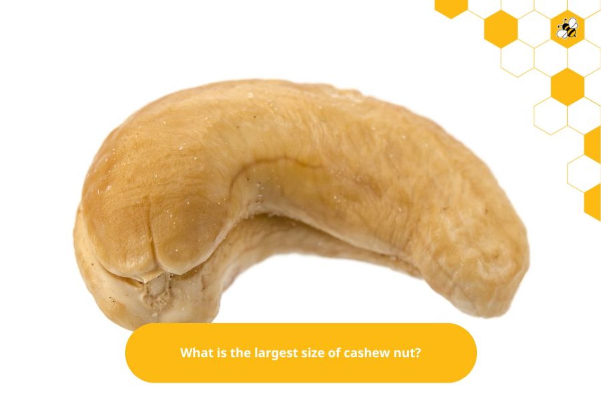 What is the largest size of cashew nut?