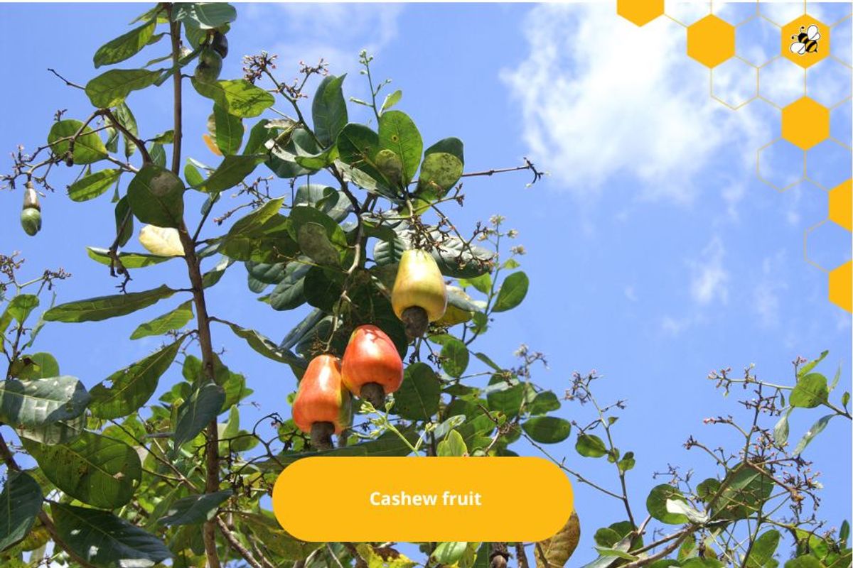 Cashew fruit