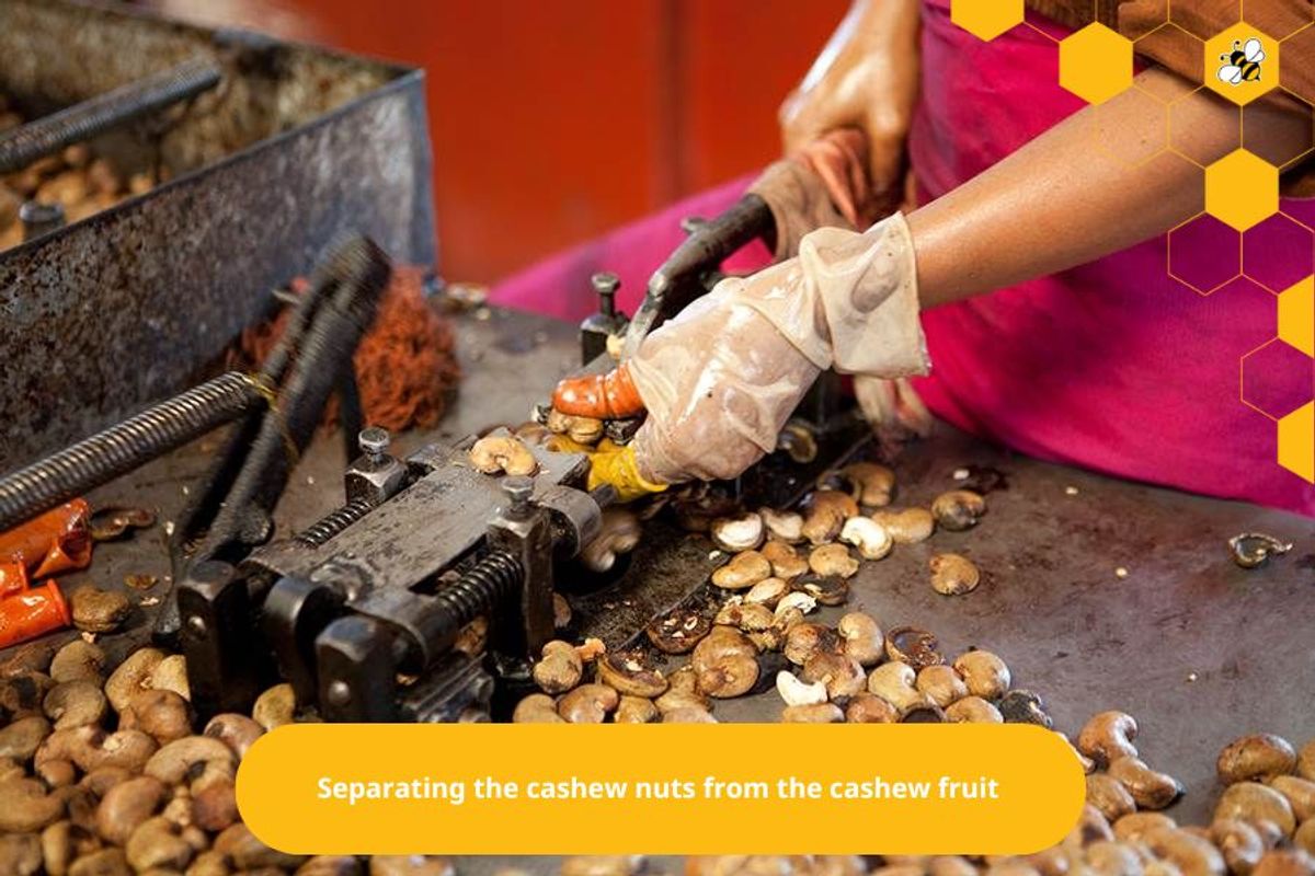 Separating the cashew nuts from the cashew fruit