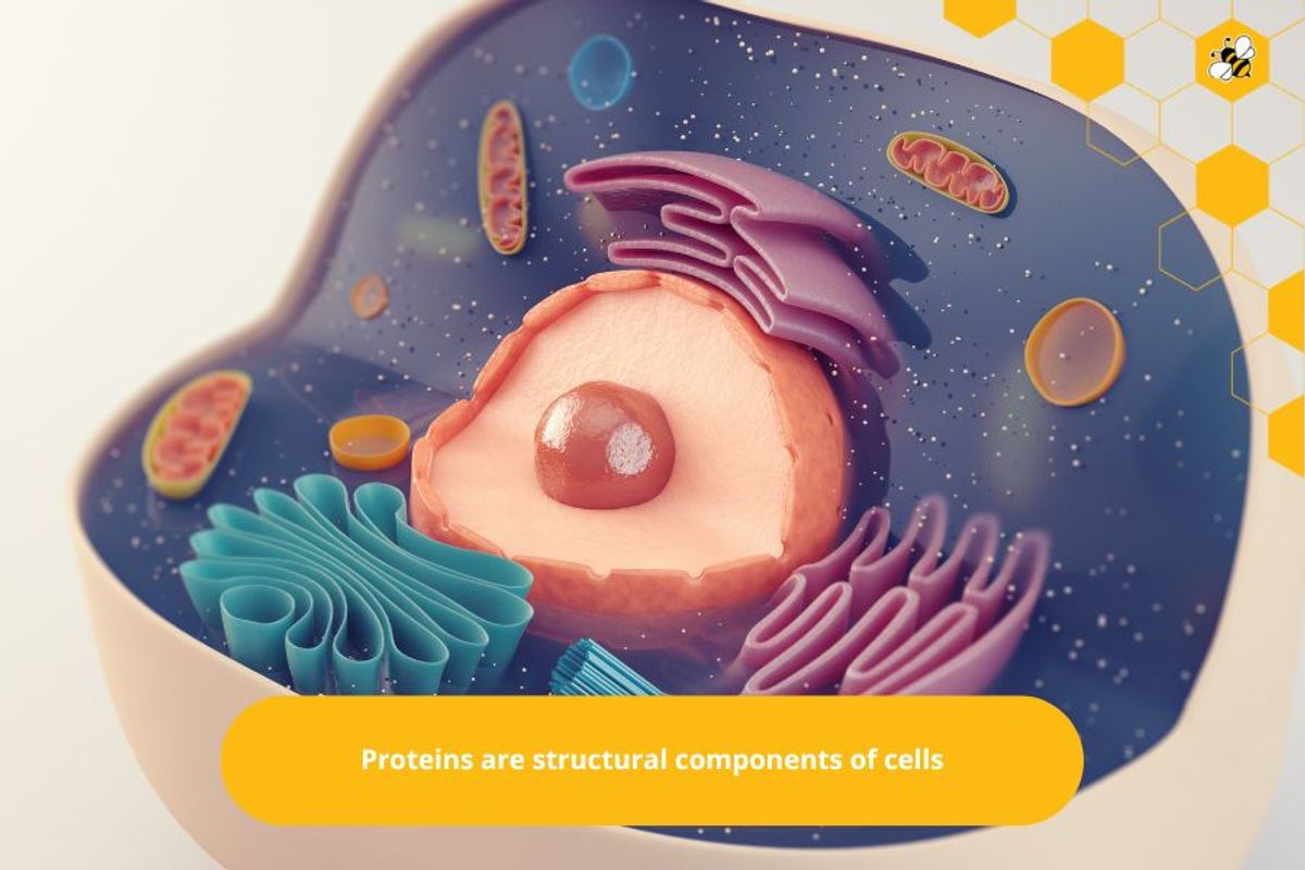 Proteins are structural components of cells