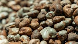 Cashew is a fruit or a nut? The complete explanation of cashew fruit and cashew nut