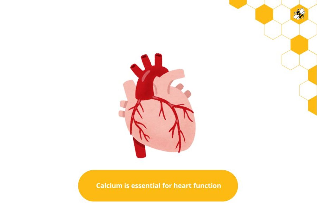 Calcium is essential for heart function