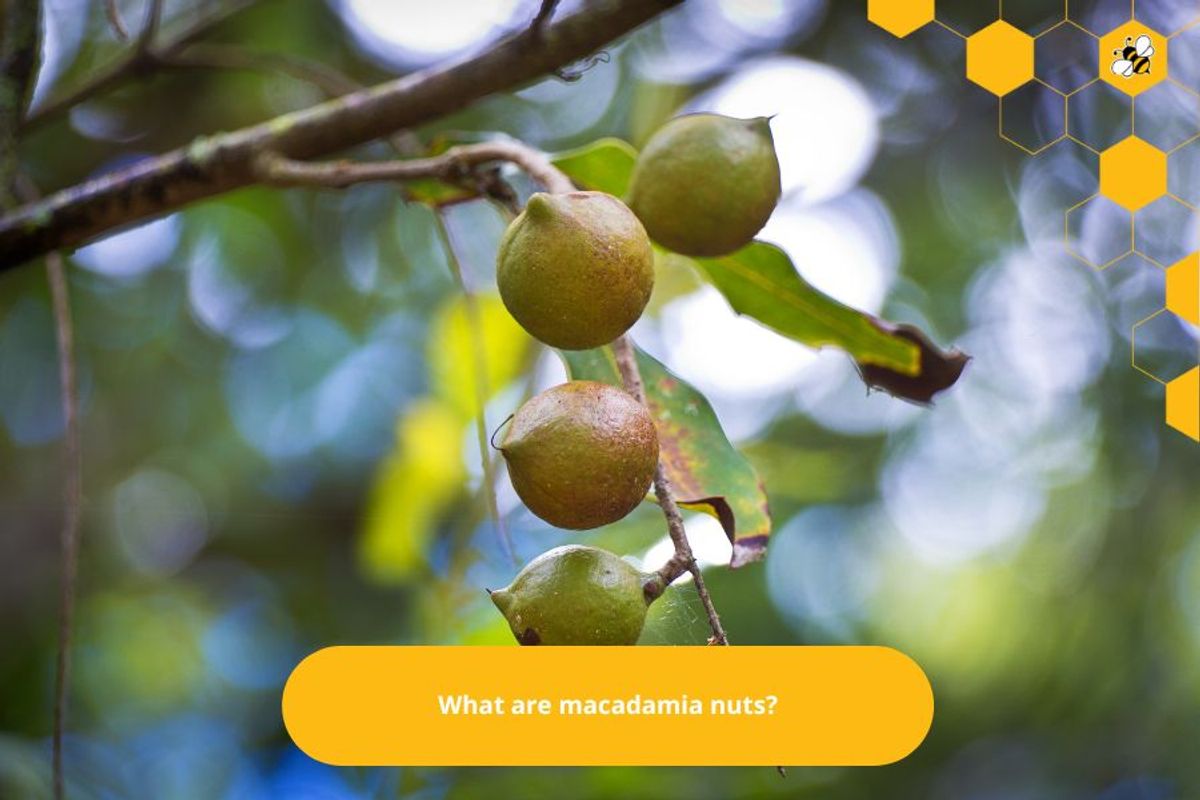 What are macadamia nuts?