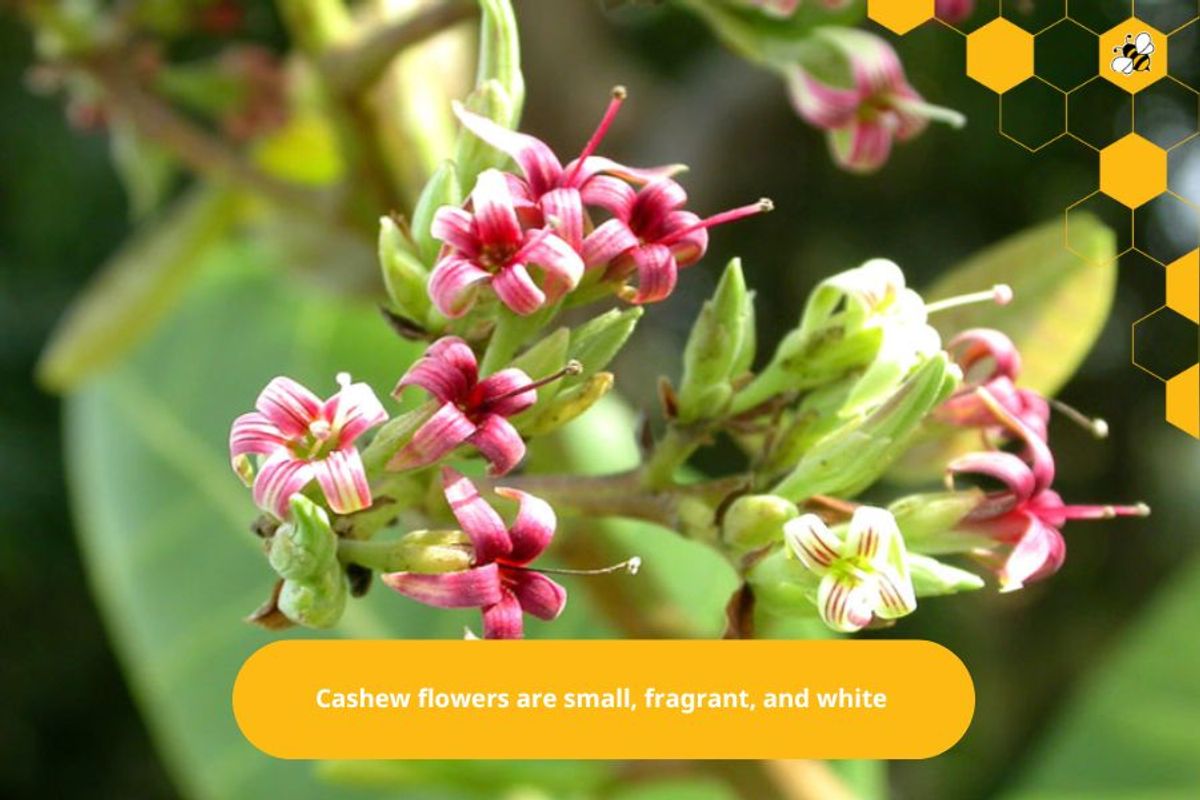 Cashew flowers are small, fragrant, and white